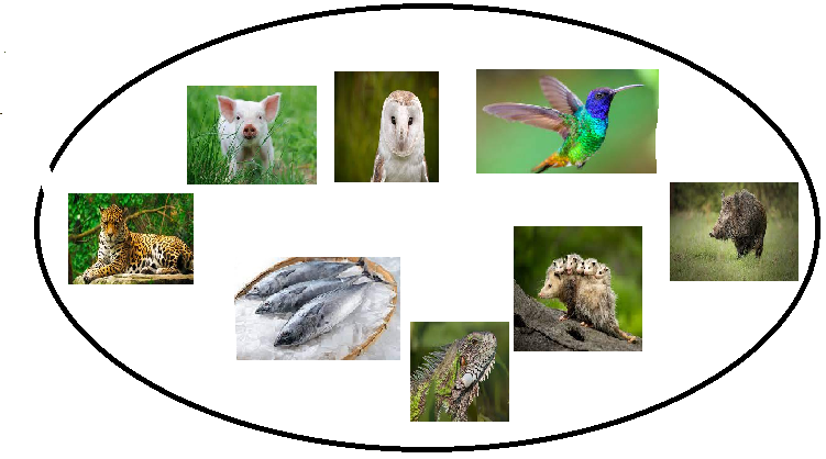 ANIMALES